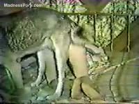 Animal porn tube with a slut